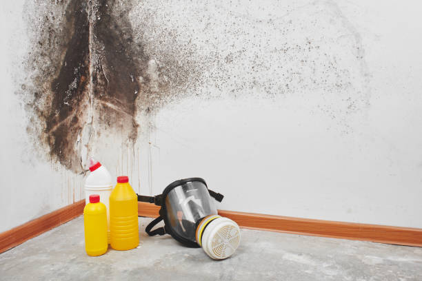 Best Home Mold Removal  in Lowell, MA