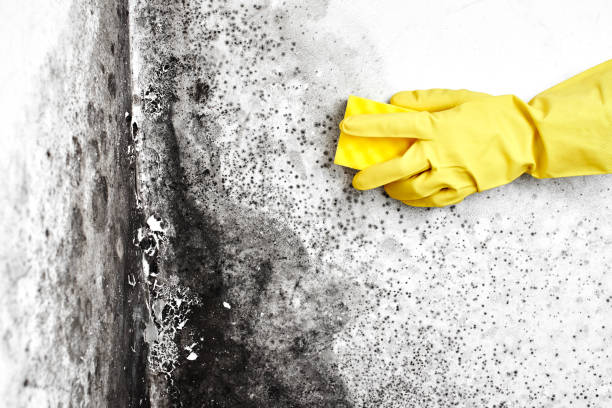 Best Toxic Mold Removal  in Lowell, MA