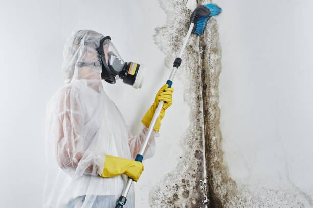 Best Mold Testing  in Lowell, MA