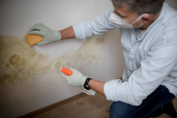 Best Fast Mold Removal  in Lowell, MA