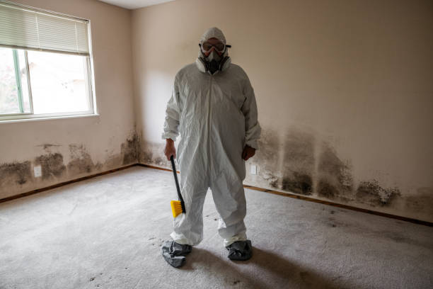 Best Fast Mold Removal  in Lowell, MA