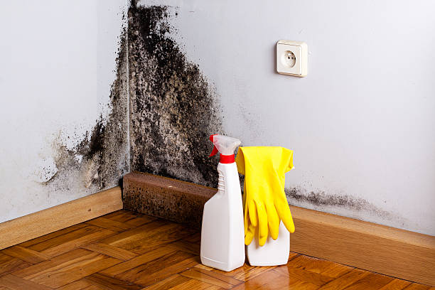 Best Affordable Mold Removal  in Lowell, MA
