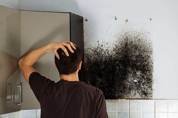 Best Mold Cleaning Services  in Lowell, MA