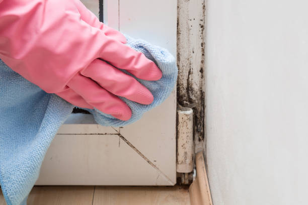 Best Attic Mold Removal  in Lowell, MA