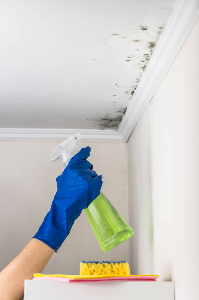 Professional Mold Removal in Lowell, MA